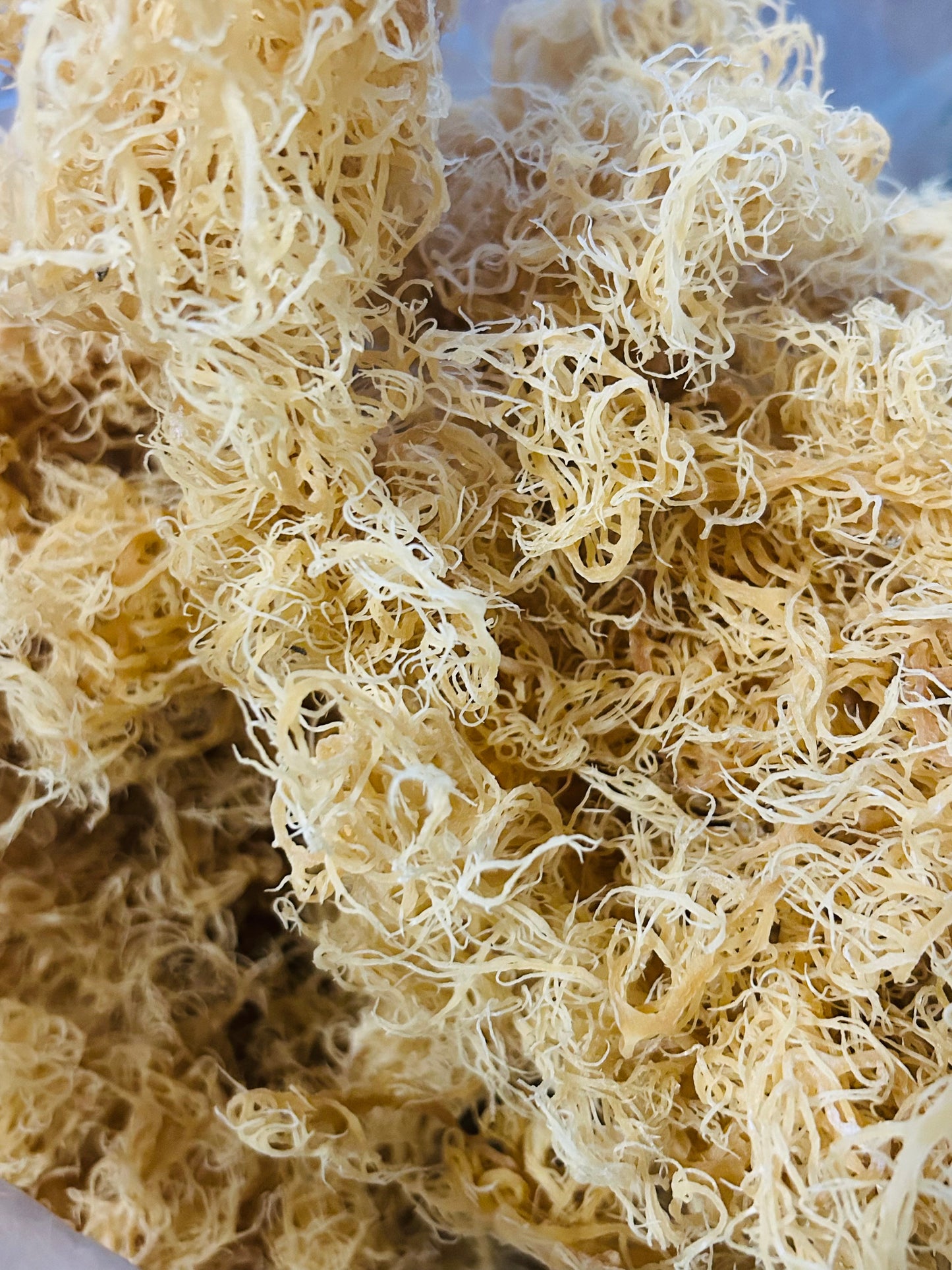 Raw Wildcrafted Golden Seamoss
